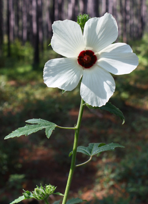 Pineland Hibiscus, Comfortroot, Big Thicket Hibiscus, Hibiscus aculeatus, H. scaber